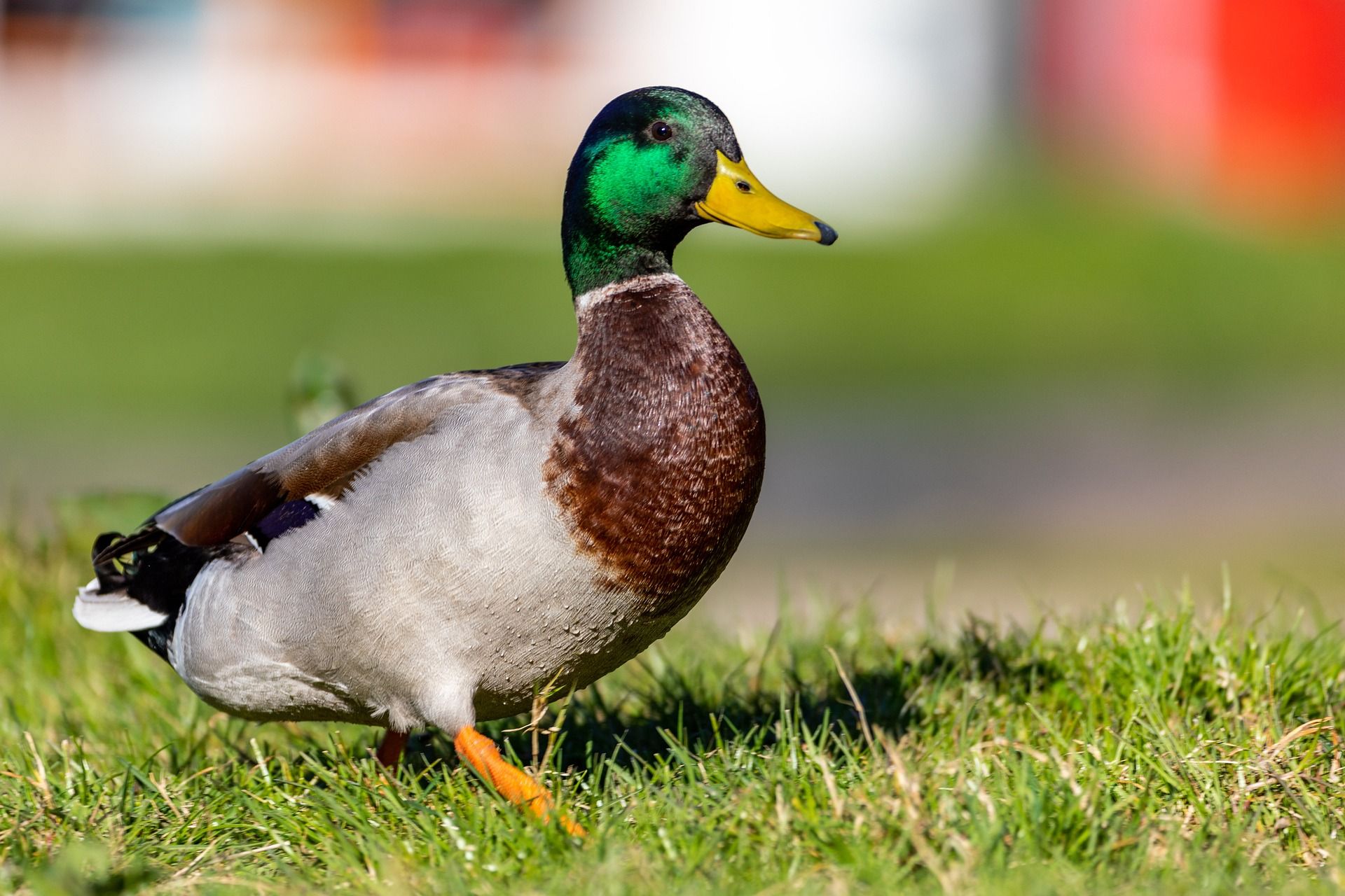 Vattenfåglar