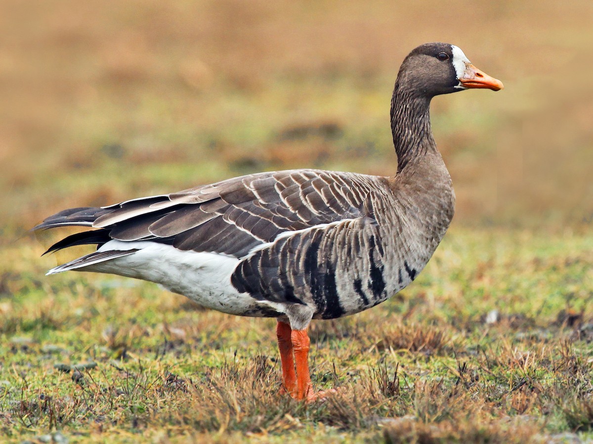 Bläsgås