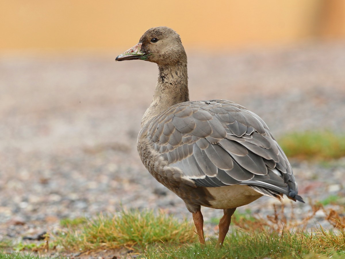 Bläsgås