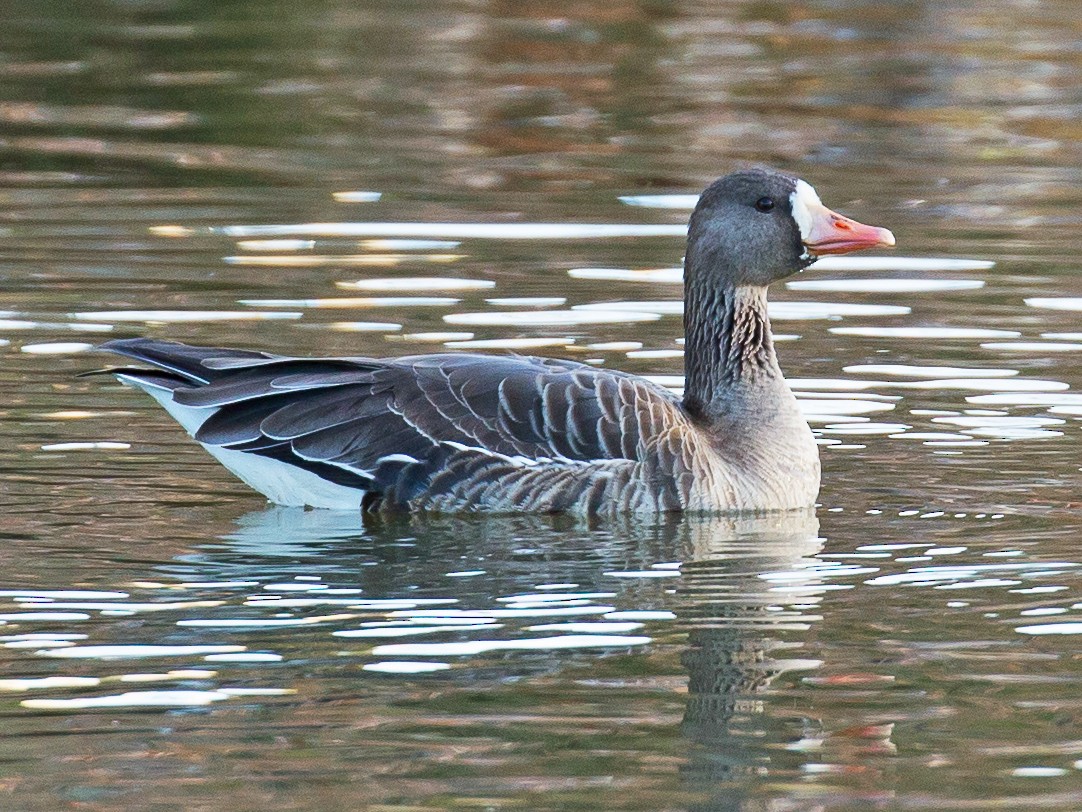 Bläsgås