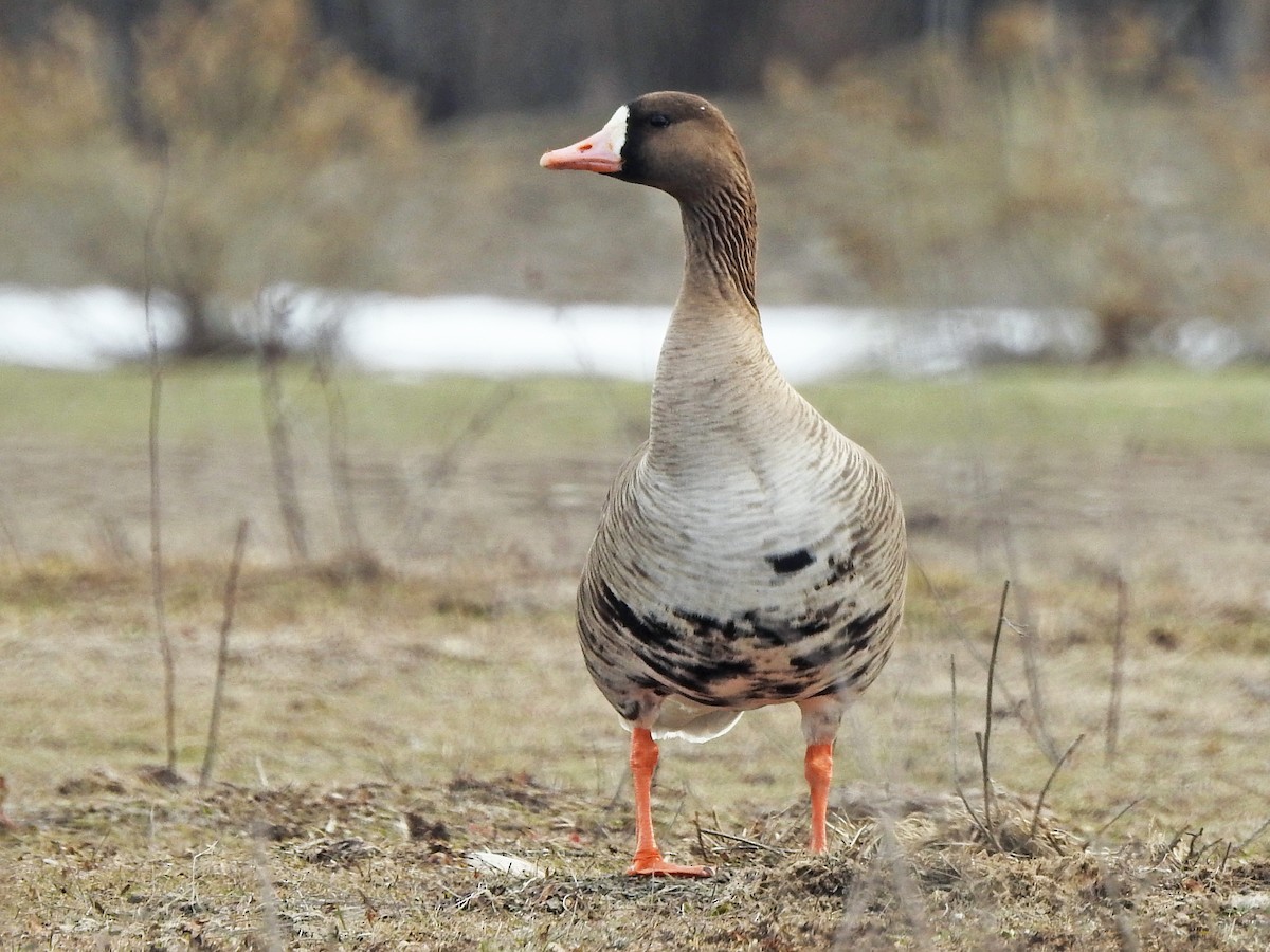Bläsgås