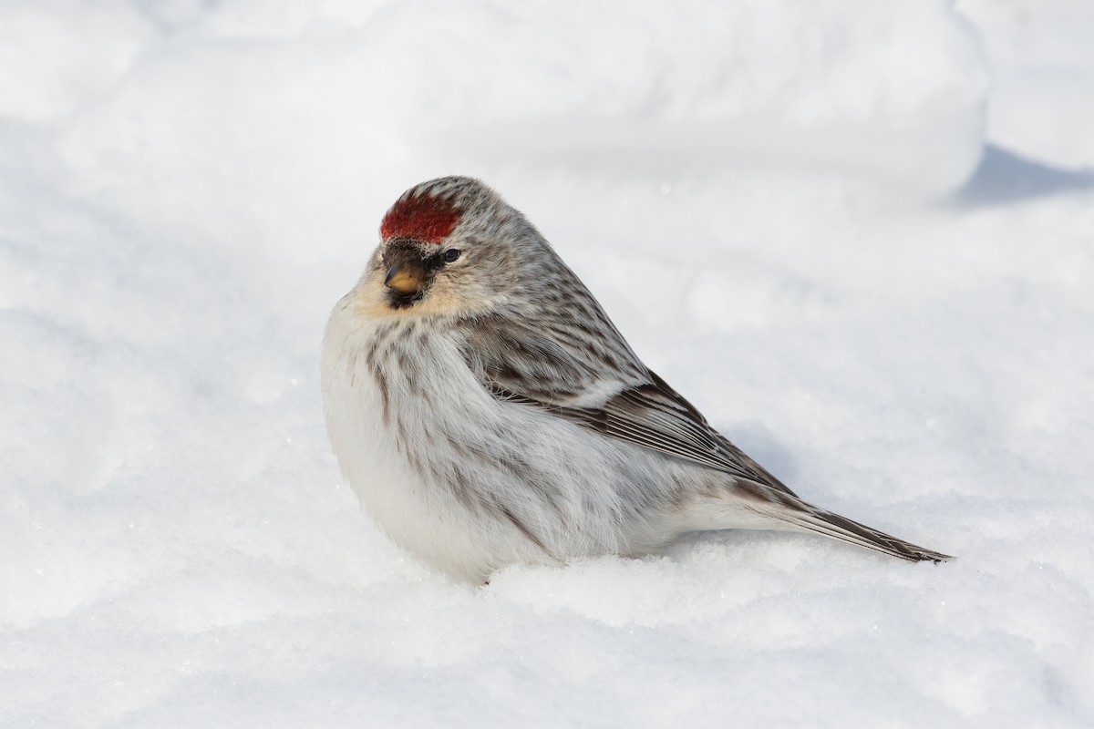 Snösiska