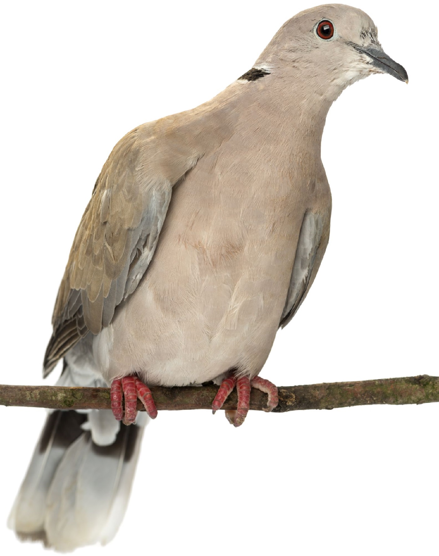 Turkduva
