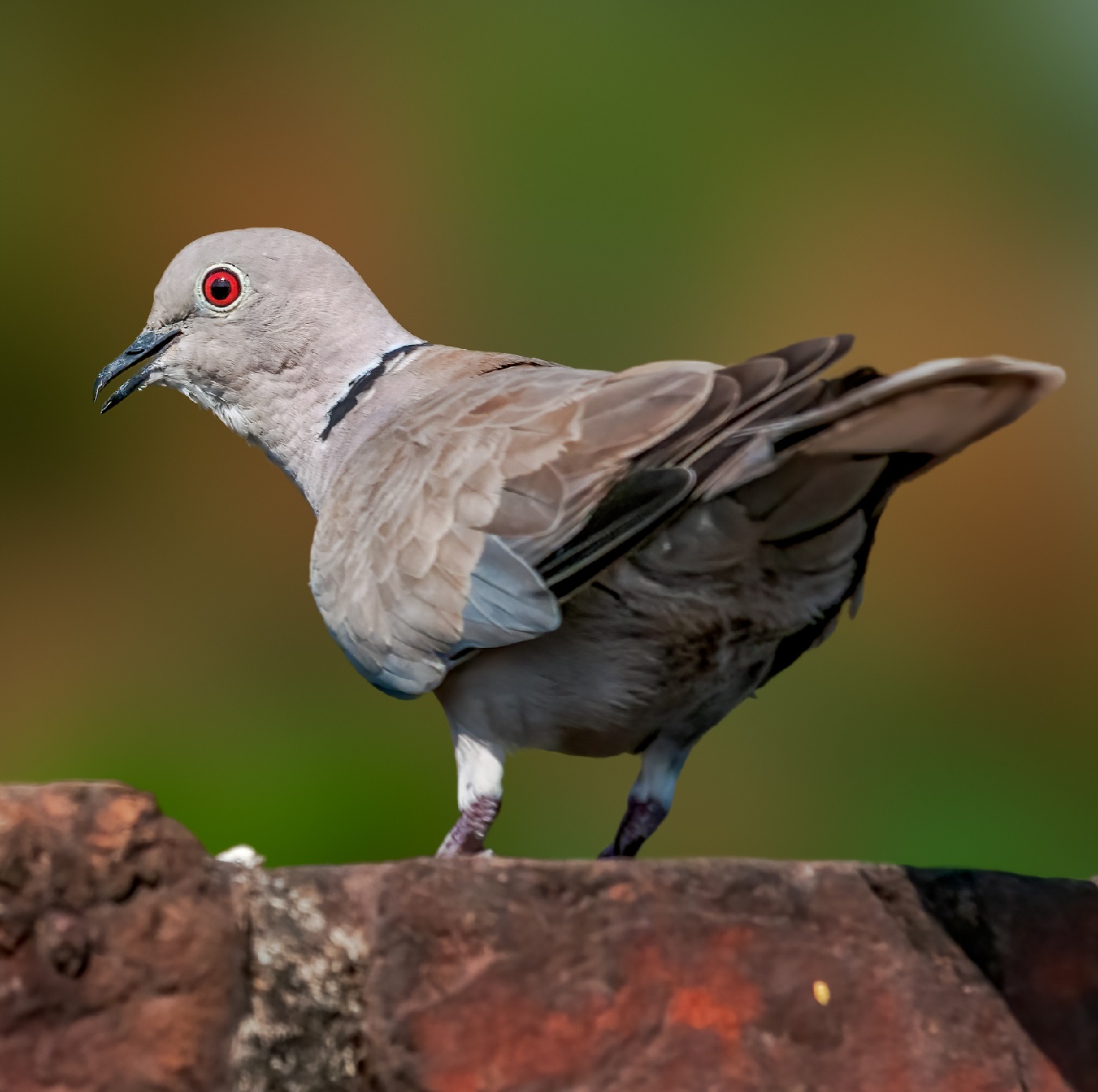 Turkduva