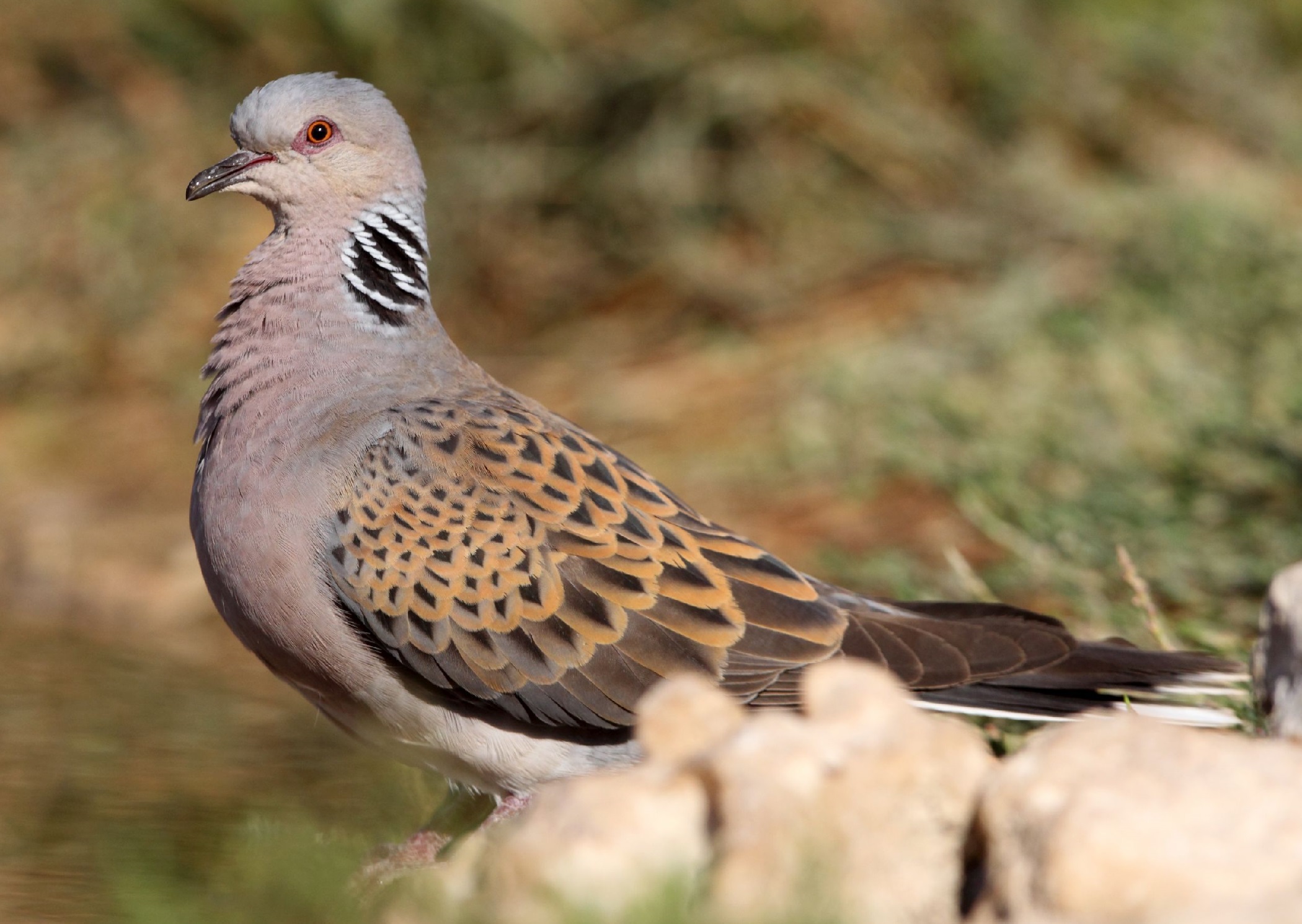 Turturduva