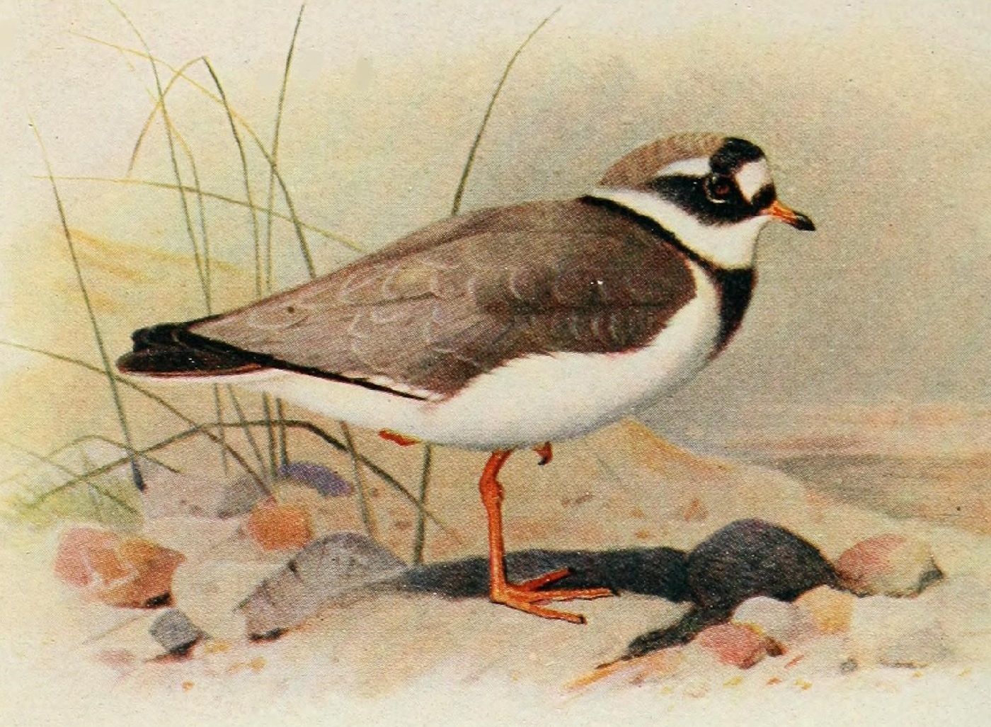Större strandpipare