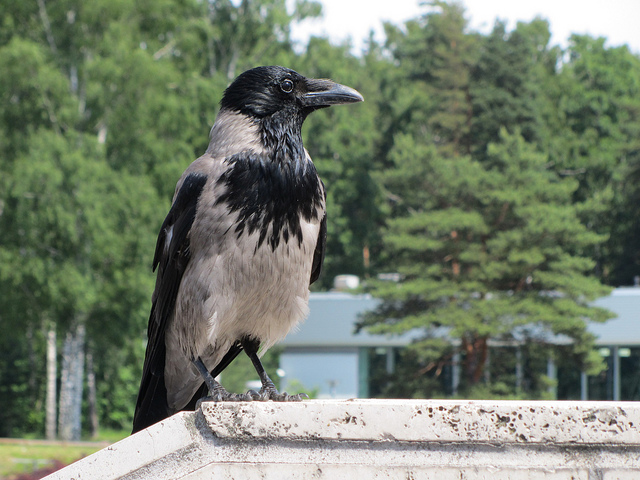 Svartkråka