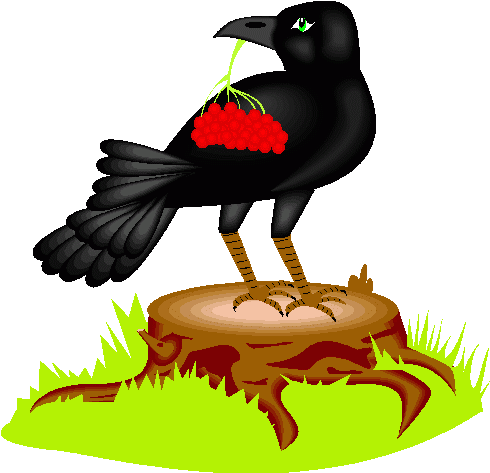 Svartkråka