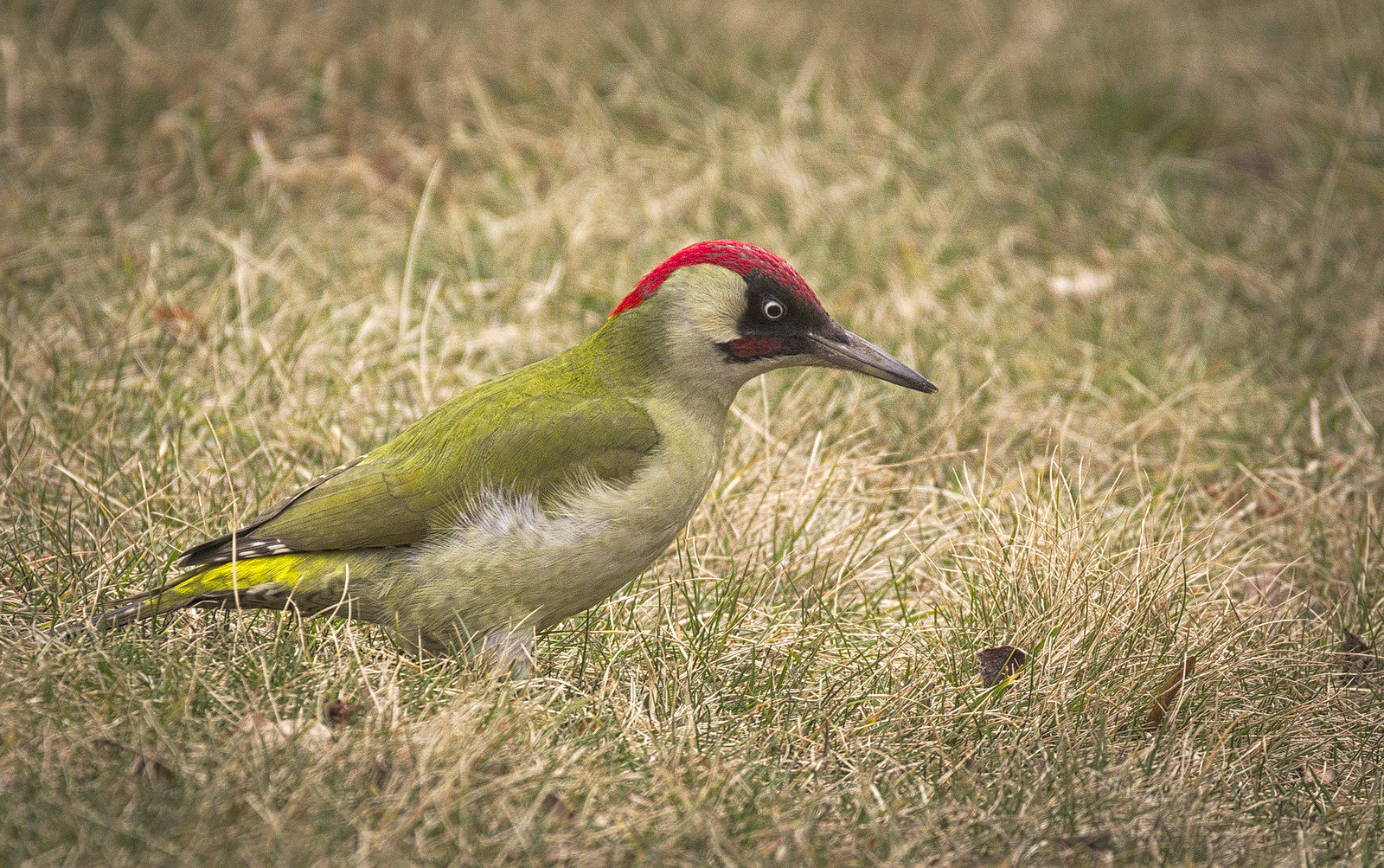 Gröngöling